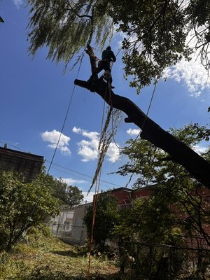 Xitumul tree-service professional performing controlled aerial limb removal