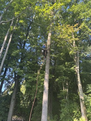 Tree-care climber secured high in a mature tree