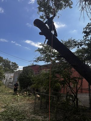 Professional completing a controlled cut on a large tree section