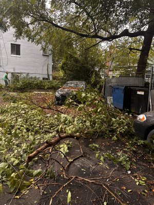 Fallen branches prepared for residential property cleanup