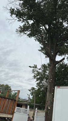 Professionally trimmed residential tree canopy