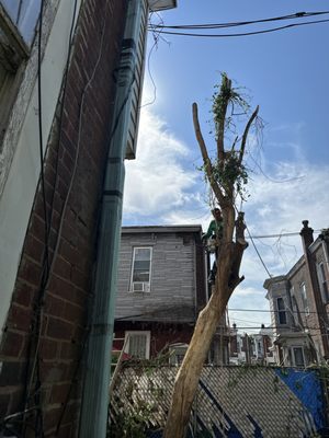 Urban tree removal between closely spaced Philadelphia homes
