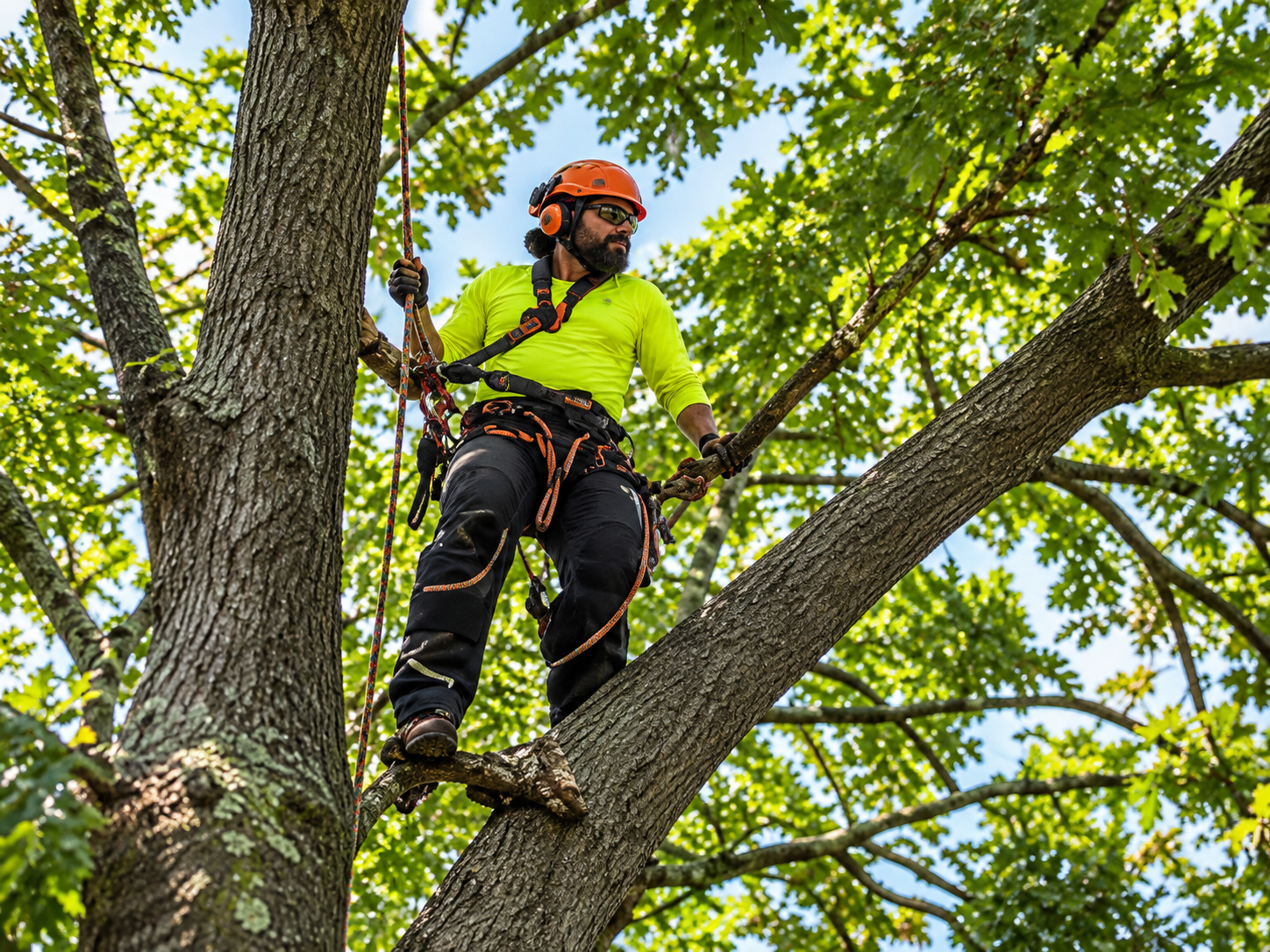 Arborist trimming a mature tree